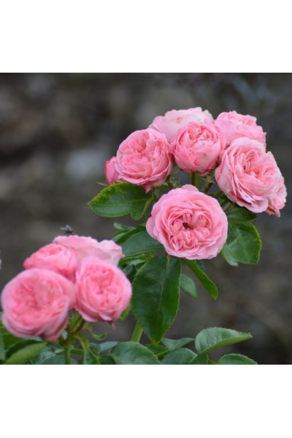 Кущ троянди Playful Rokoko під час цвітіння